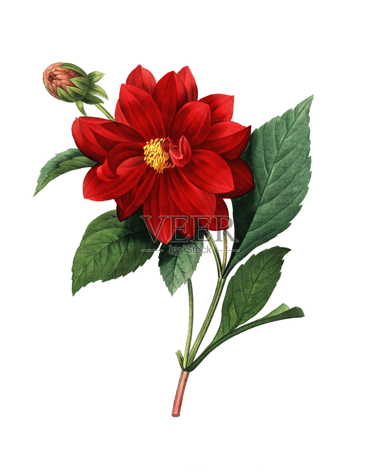 达利亚双| Redoute花卉插图插画图片素材