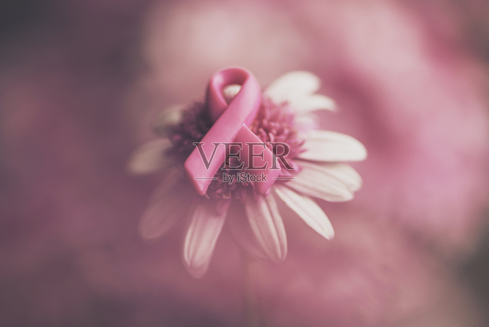 乳癌意识丝带，粉色花朵，软背景照片摄影图片