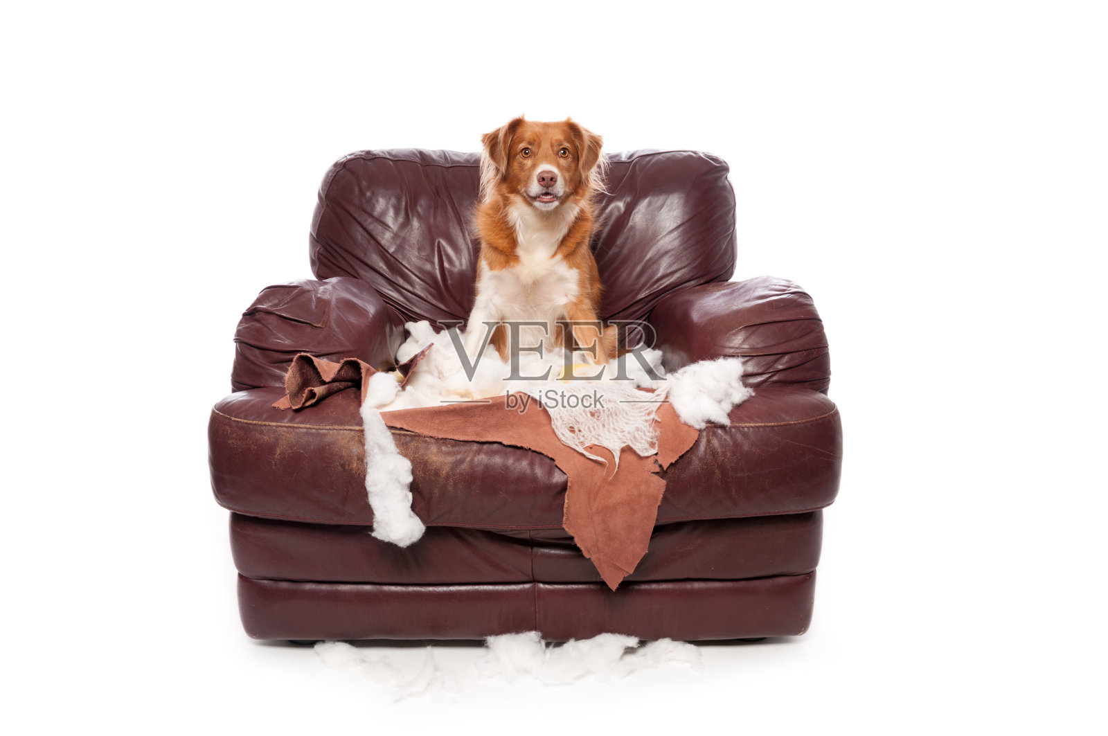 顽皮的新斯科舍寻回犬坐在一个被咀嚼过的椅子上照片摄影图片