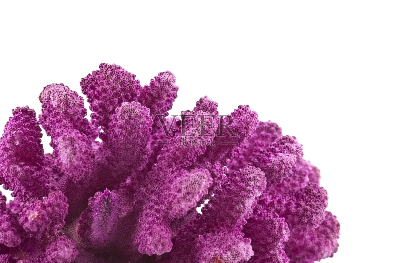 明亮的粉红色珊瑚，白色背景照片摄影图片