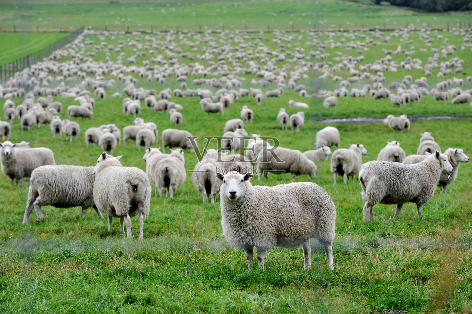 新西兰羊照片摄影图片