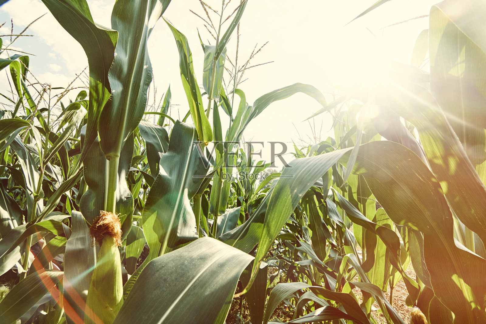 玉米田的背景照片摄影图片
