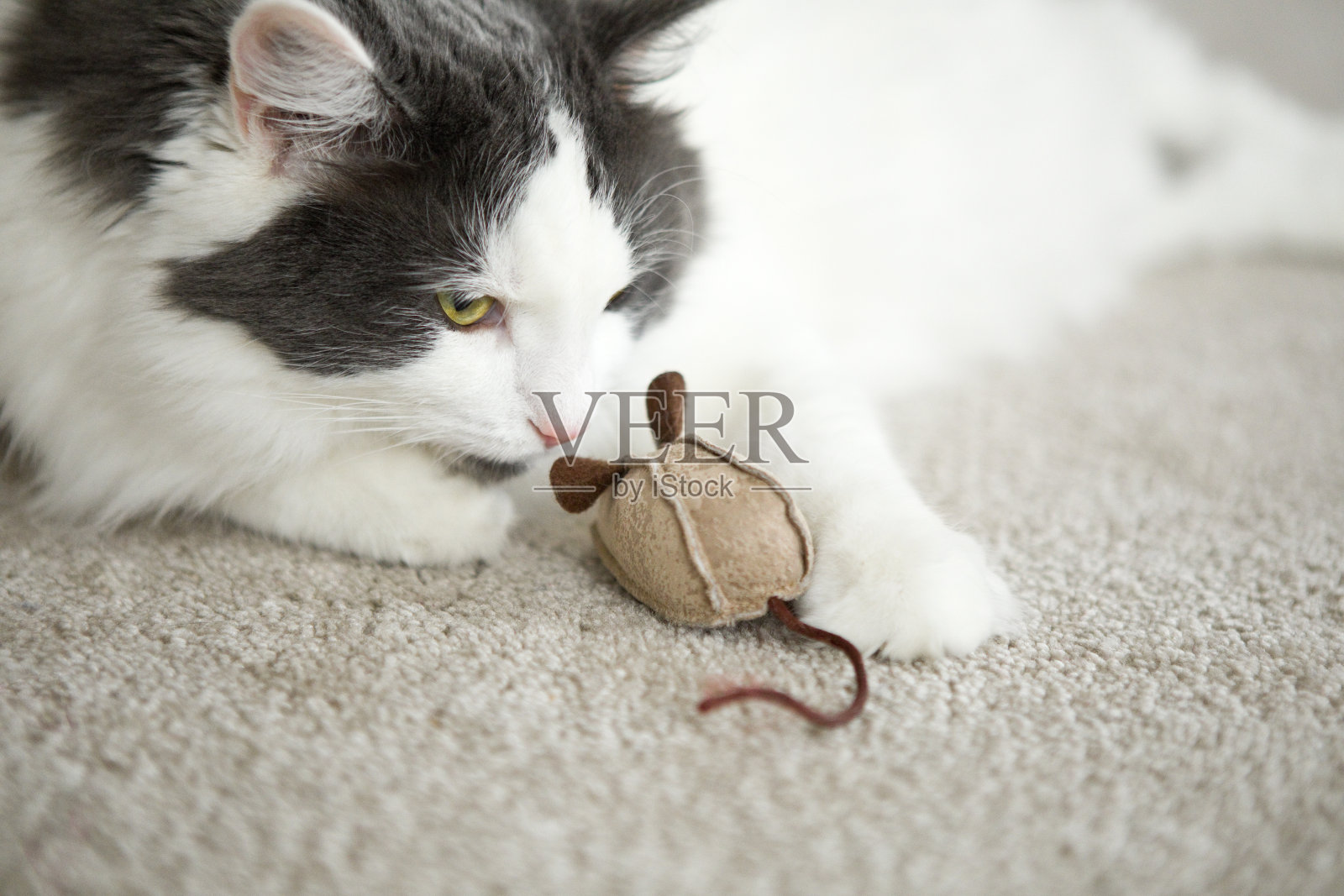 猫嗅玩具鼠照片摄影图片
