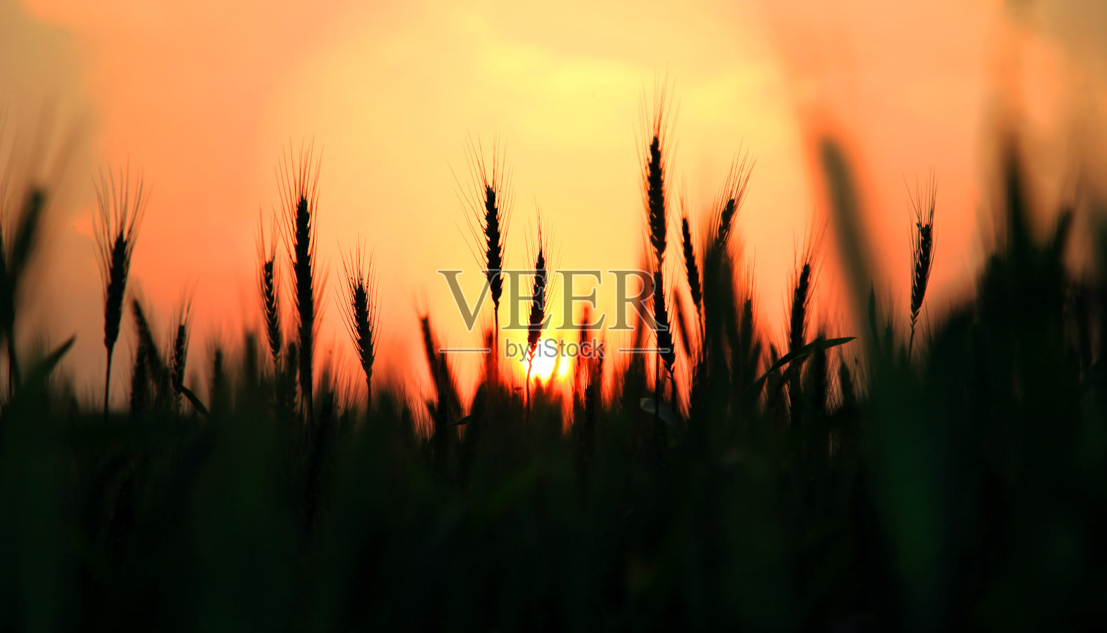 日落时分的小麦农场照片摄影图片
