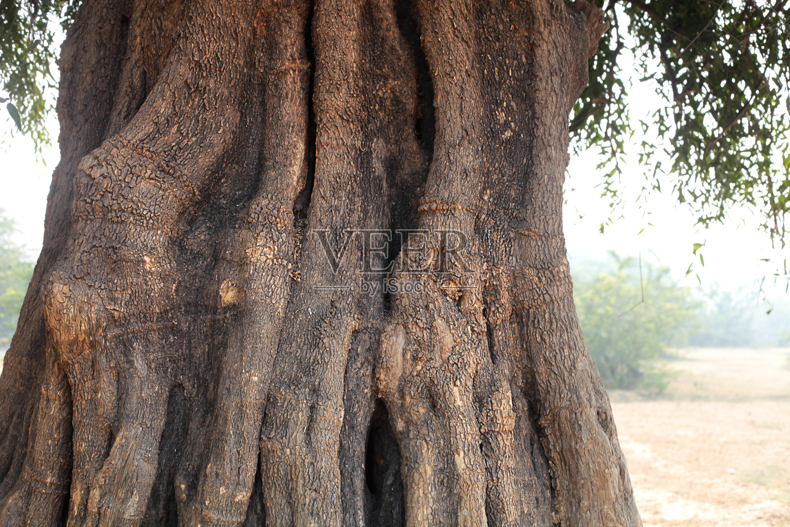 老橄榄树树干照片摄影图片
