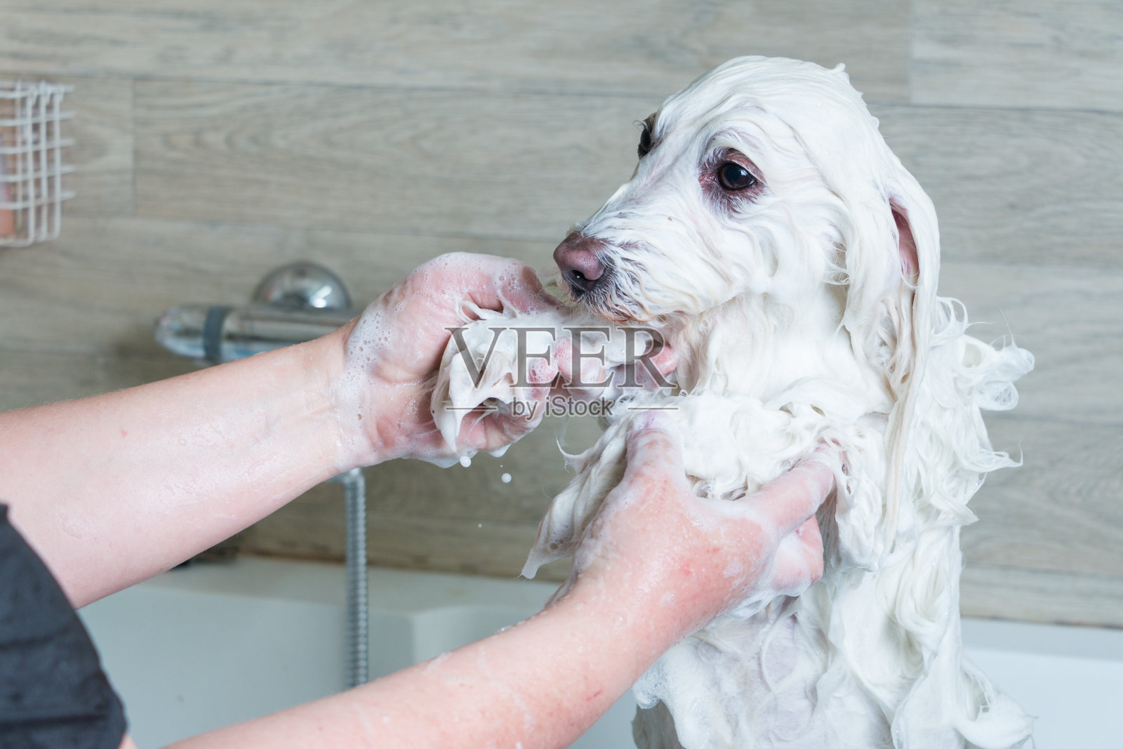 一只狗洗澡照片摄影图片
