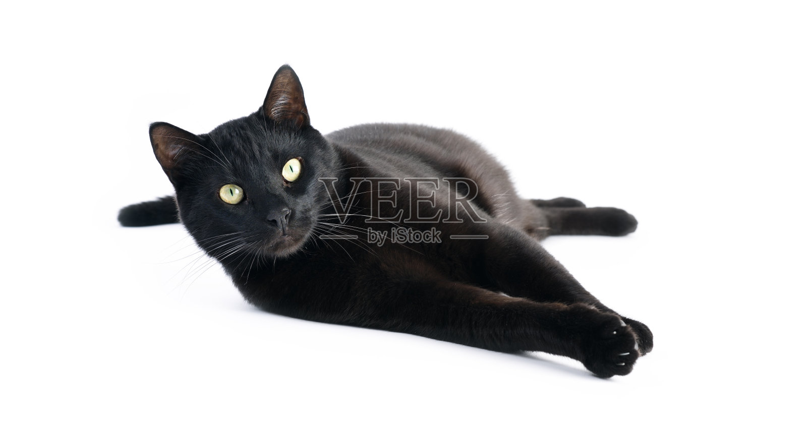 黑猫躺在白色的背景上照片摄影图片