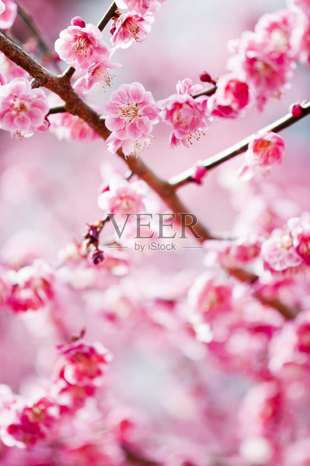 粉色的梅花照片摄影图片