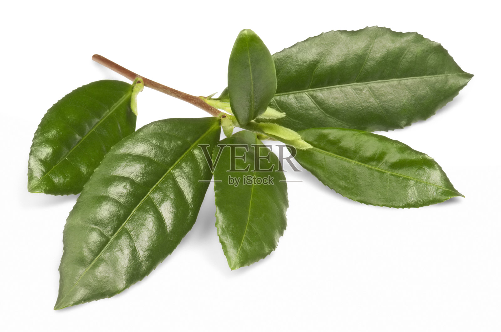 嫩芽的绿茶叶子在白色的背景与路径照片摄影图片