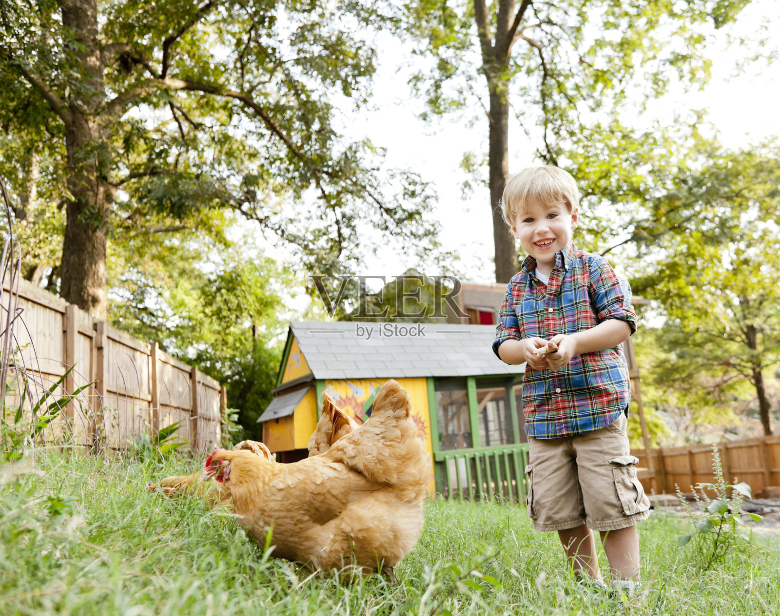 小男孩和后院的鸡照片摄影图片