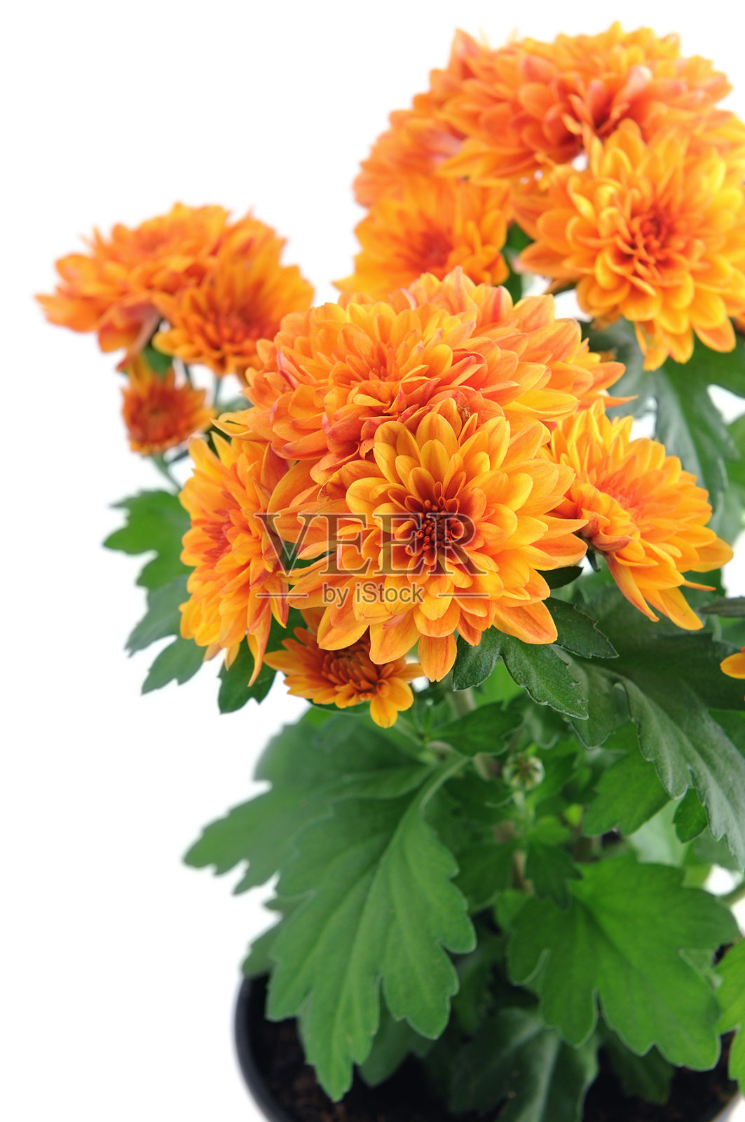 橙色的菊花照片摄影图片