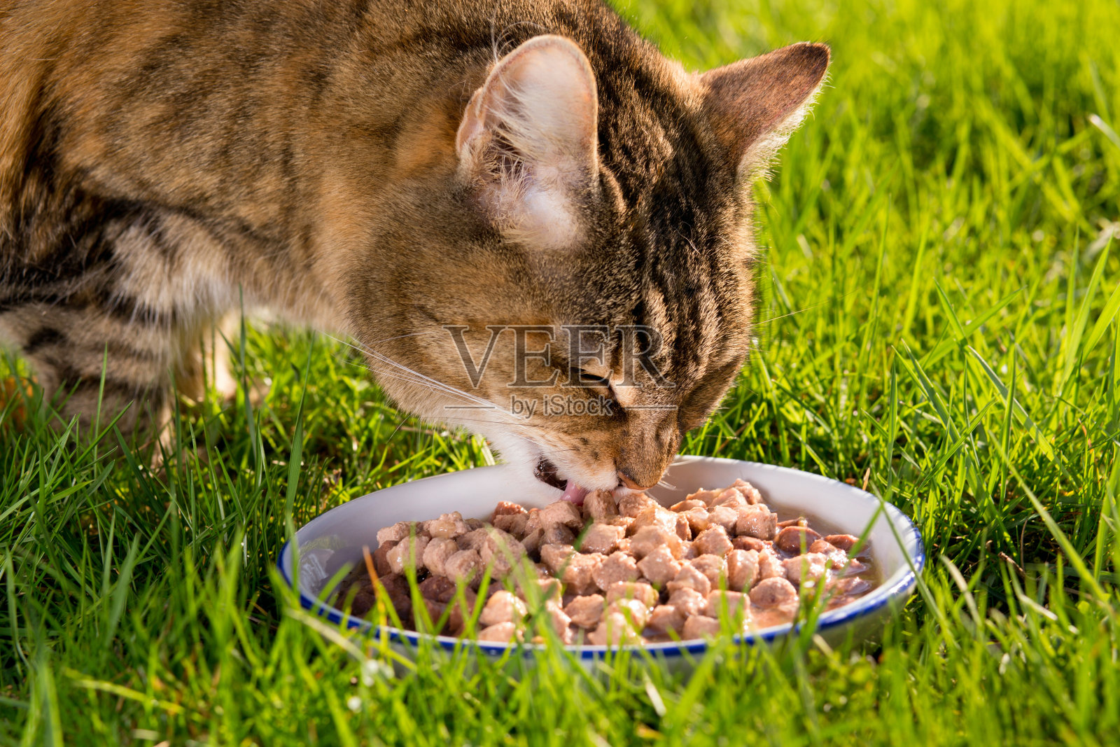 可爱的猫在草地上吃饭照片摄影图片