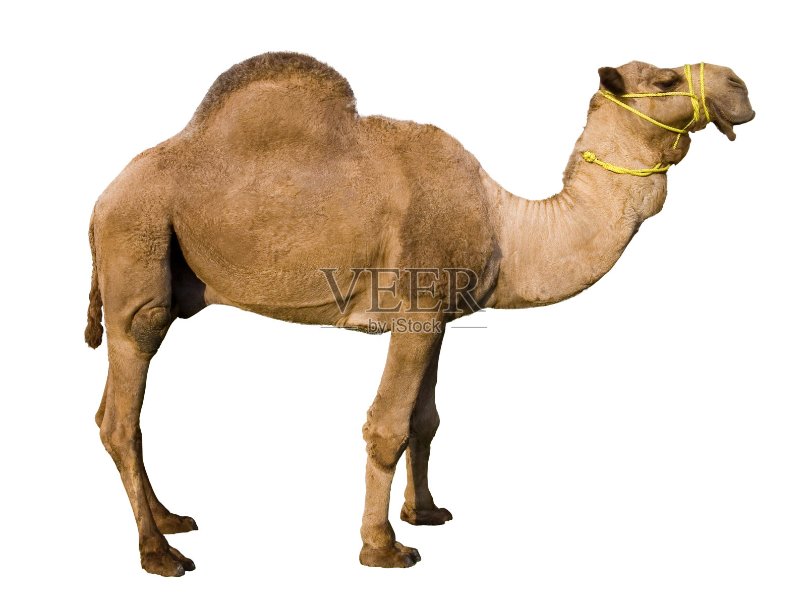 单峰骆驼骆驼(隔离)照片摄影图片