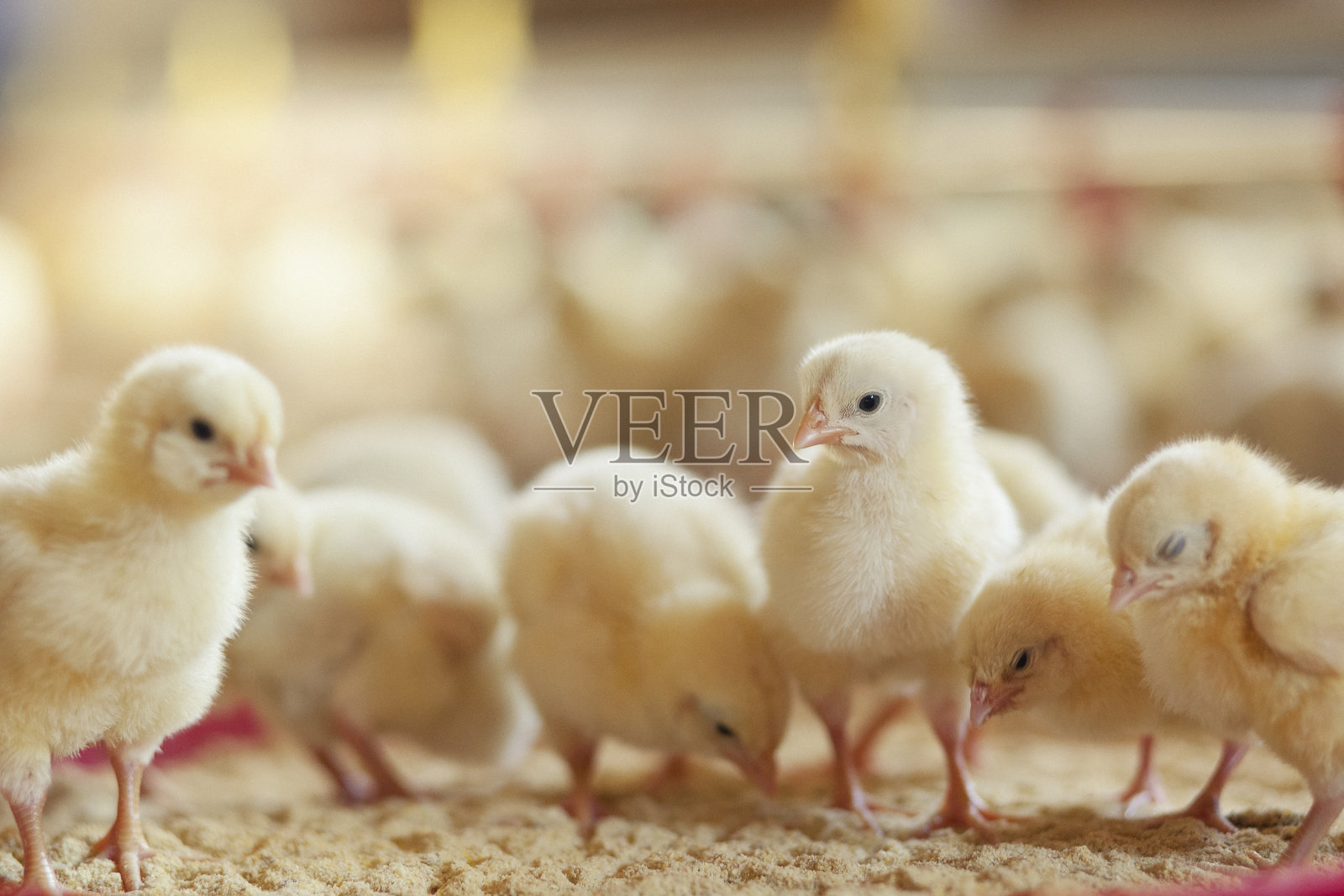 农场里的小鸡在喂食照片摄影图片
