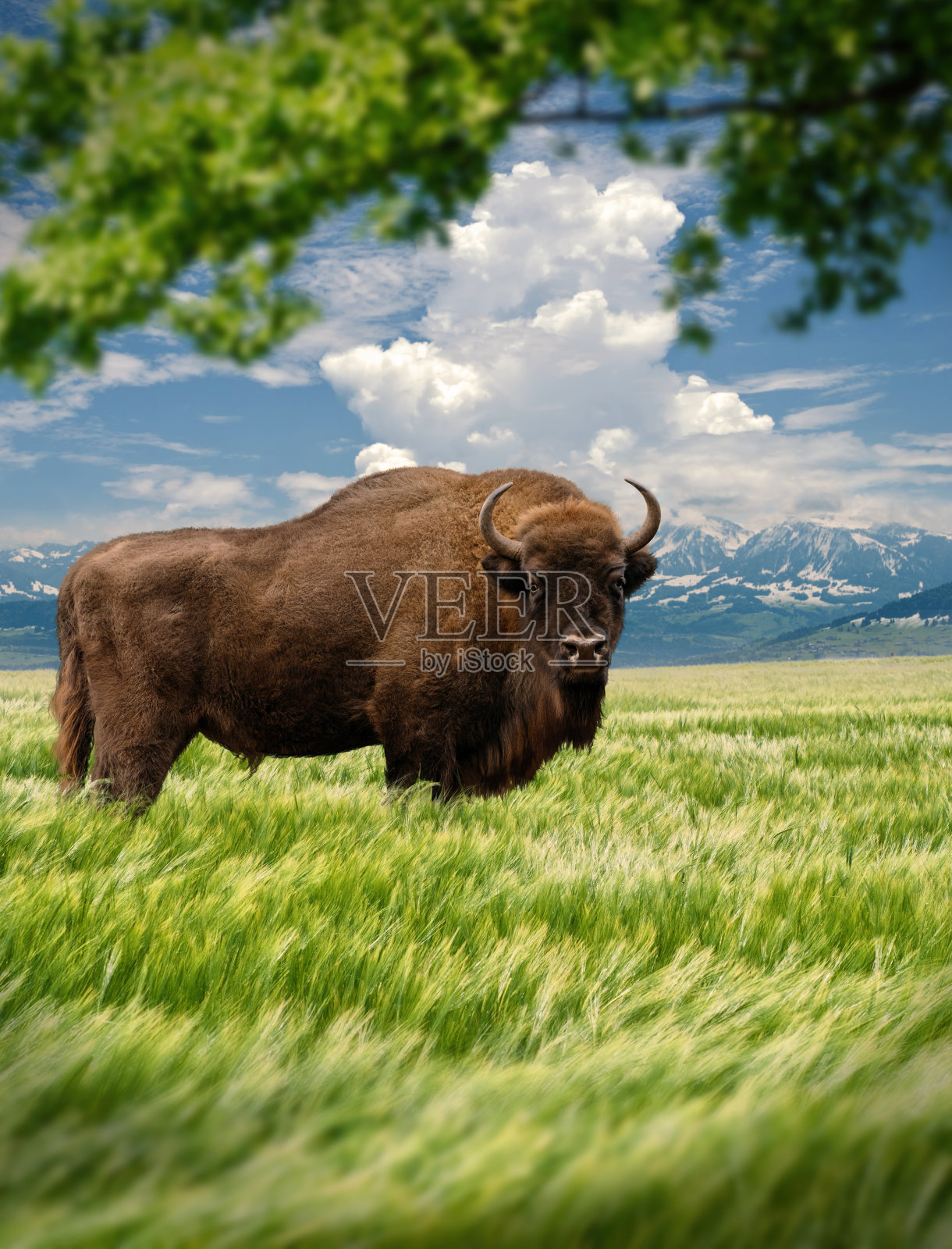 欧洲野牛在景观照片摄影图片