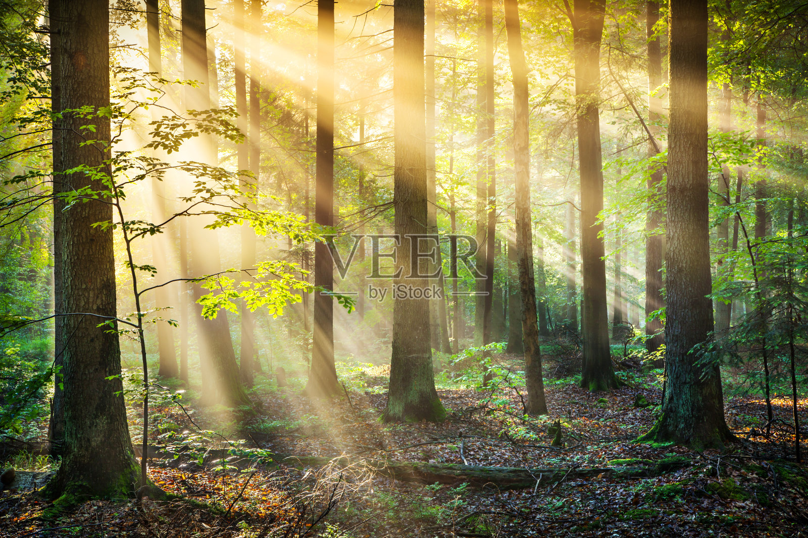 森林-太阳射线- XXXL HDR图像照片摄影图片
