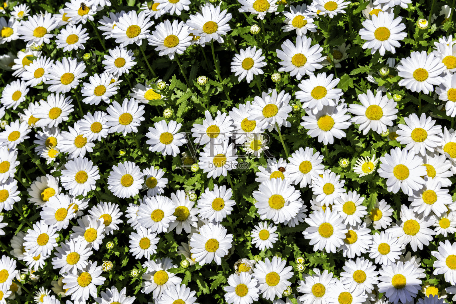 白色雏菊背景的花坛照片摄影图片