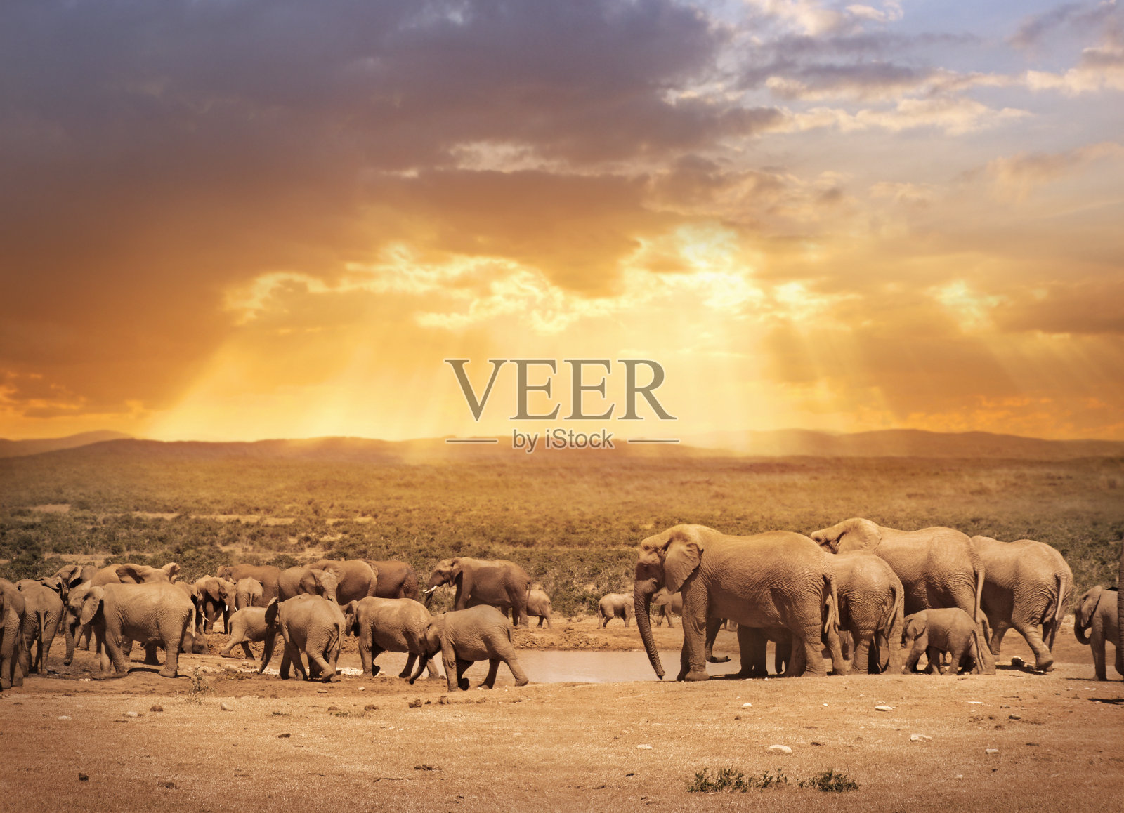 南非大象阿多公园照片摄影图片