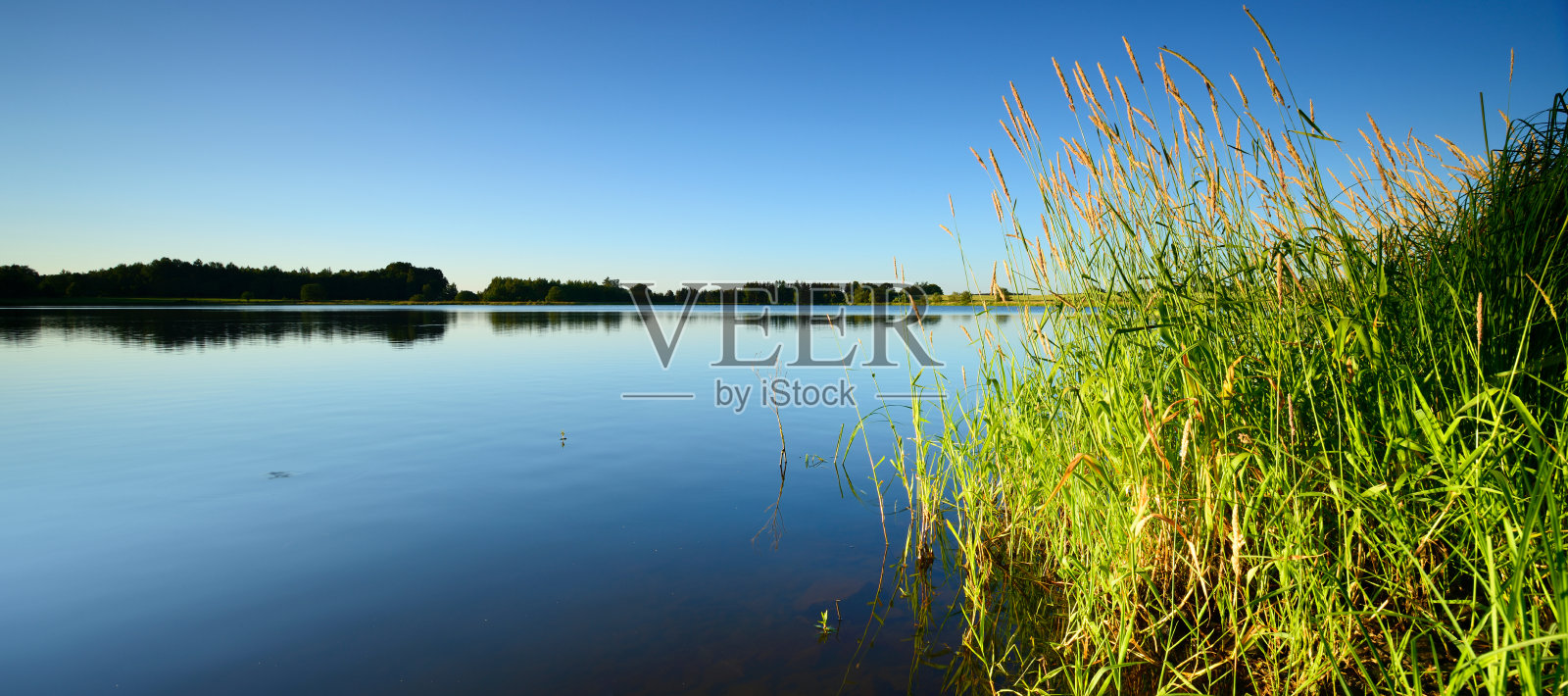 夏日风景，蓝天下，静湖芦苇照片摄影图片