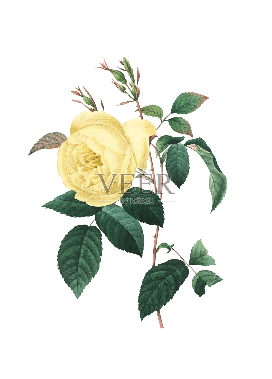 黄玫瑰| Redoute花卉插图插画图片素材