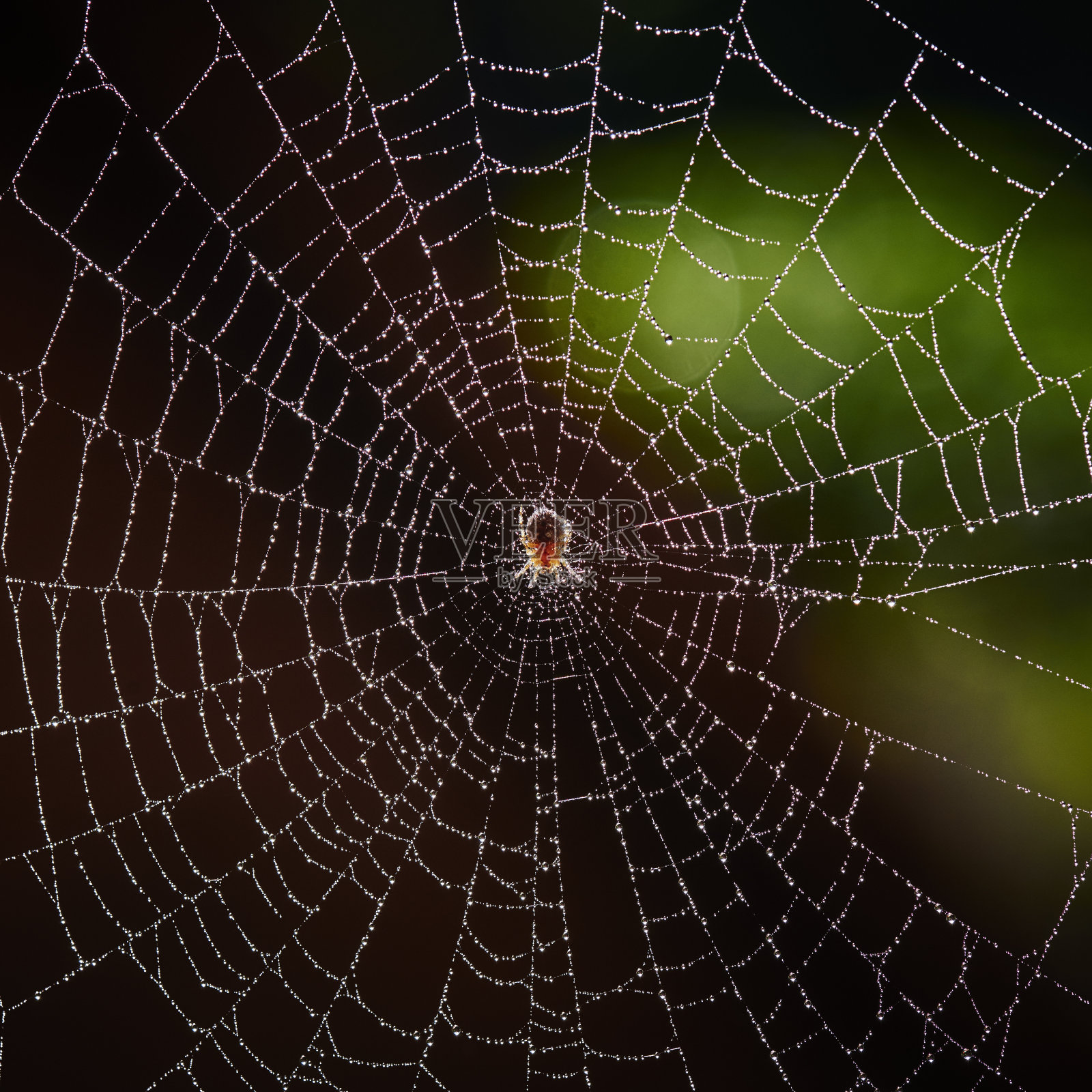 蜘蛛和蜘蛛网与水滴照片摄影图片