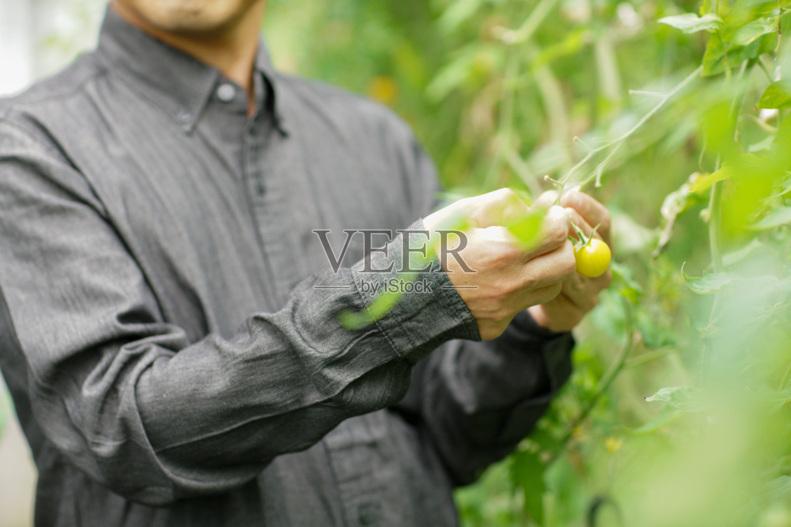 在日本，男性用手采摘美味的黄色番茄照片摄影图片