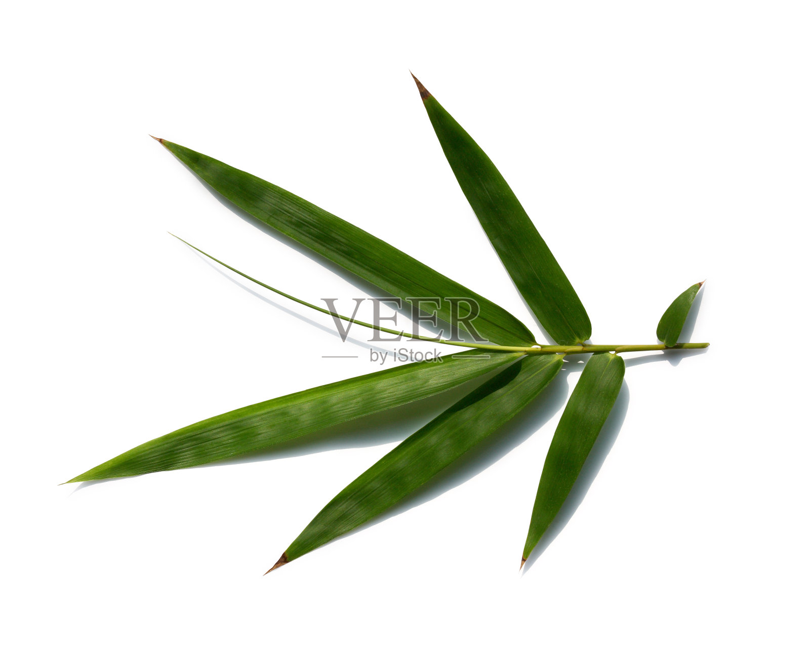 竹——叶照片摄影图片