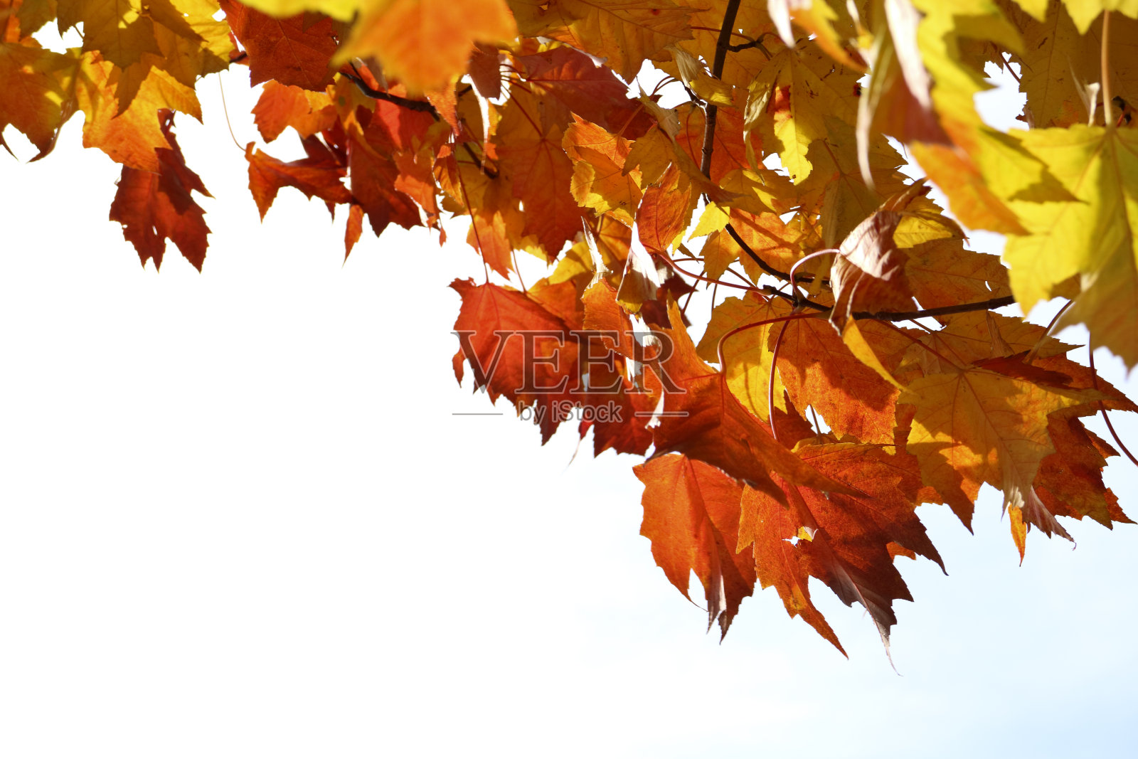 秋叶背景，生机勃勃，多色映衬着明亮的天空照片摄影图片