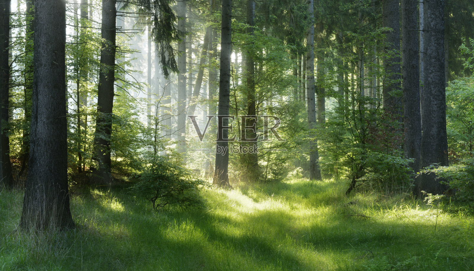 阳光自然云杉森林照片摄影图片
