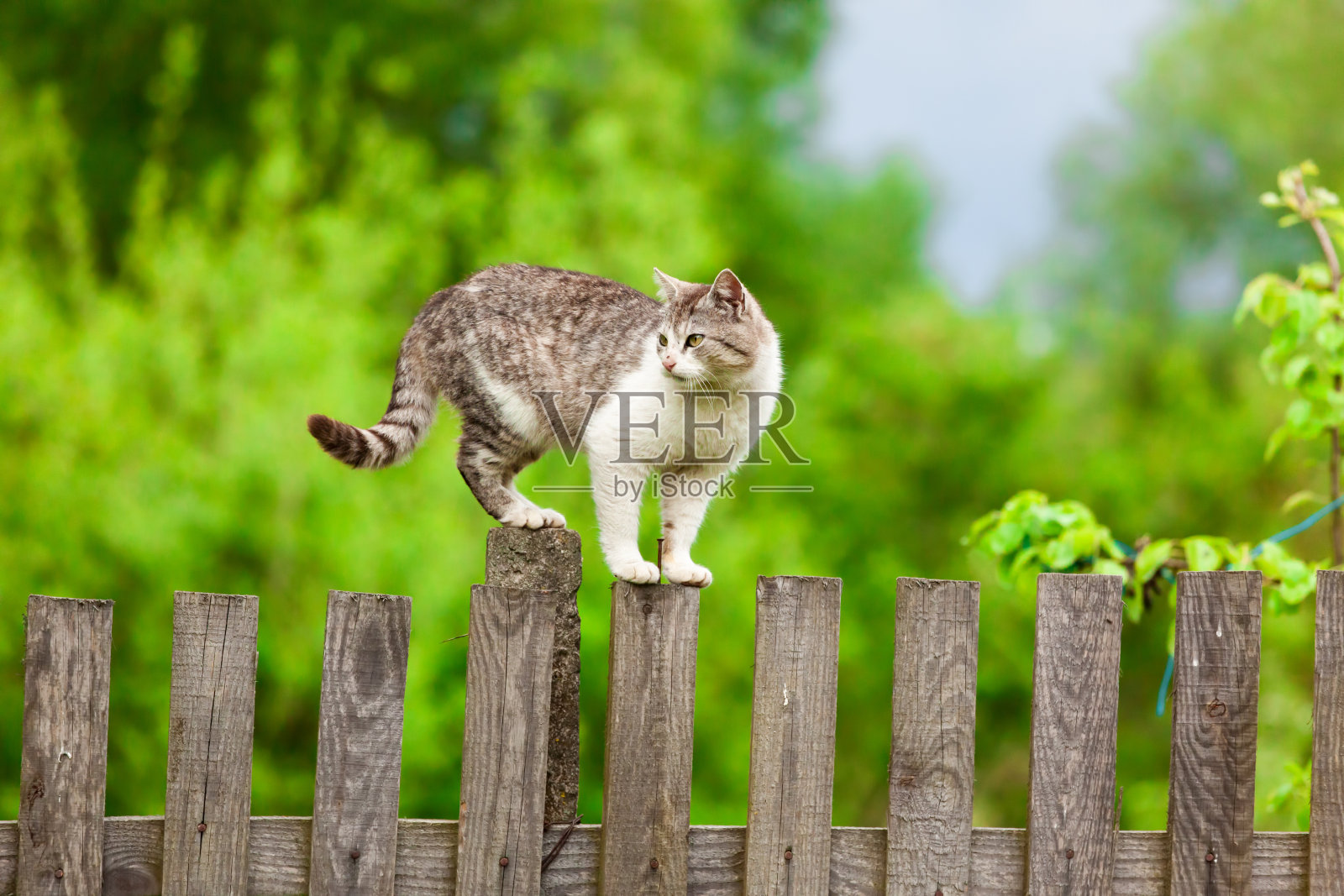 猫在篱笆上。照片摄影图片