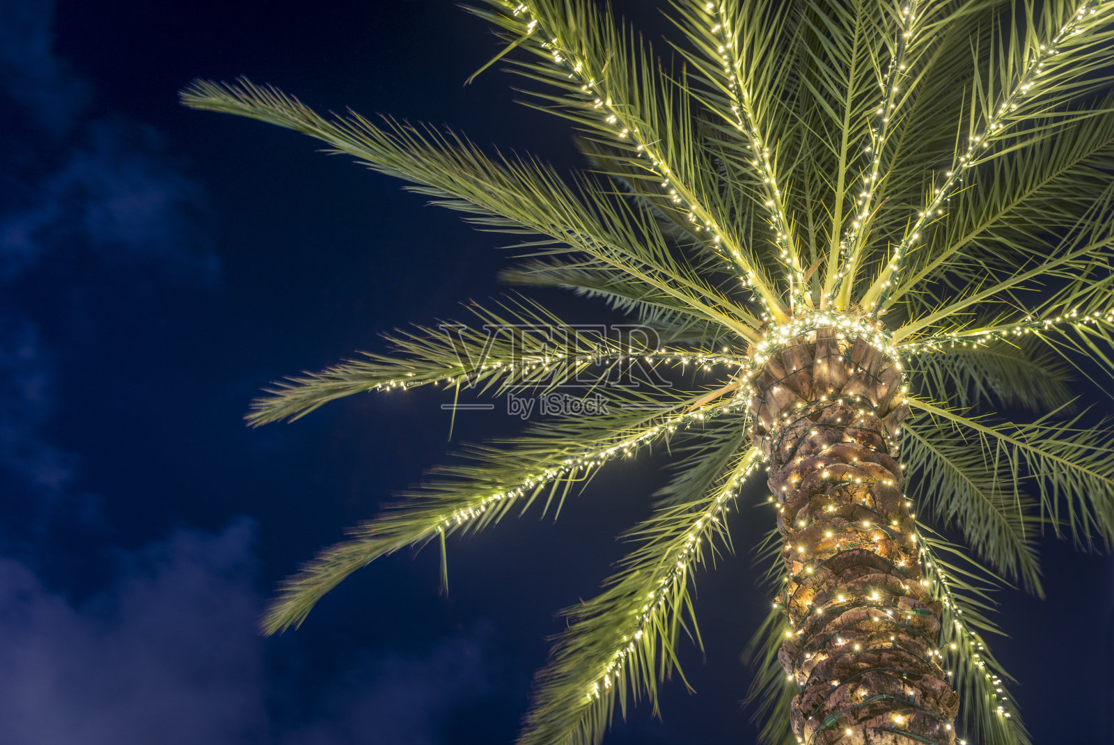 冲浪边佛罗里达热带冬季棕榈树装饰圣诞灯照片摄影图片