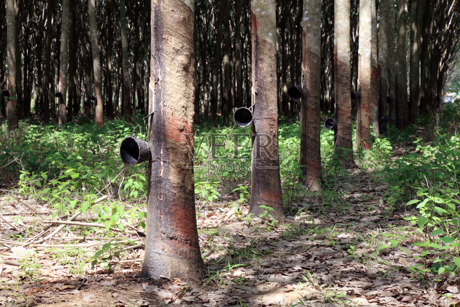 橡胶树种植照片摄影图片