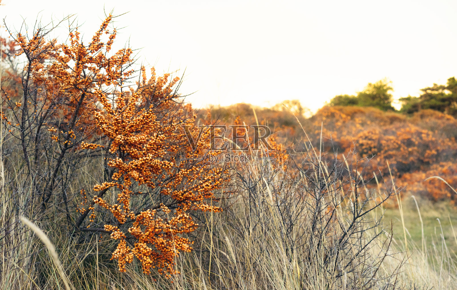 沙棘野生生长在苏格兰，秋天成熟照片摄影图片