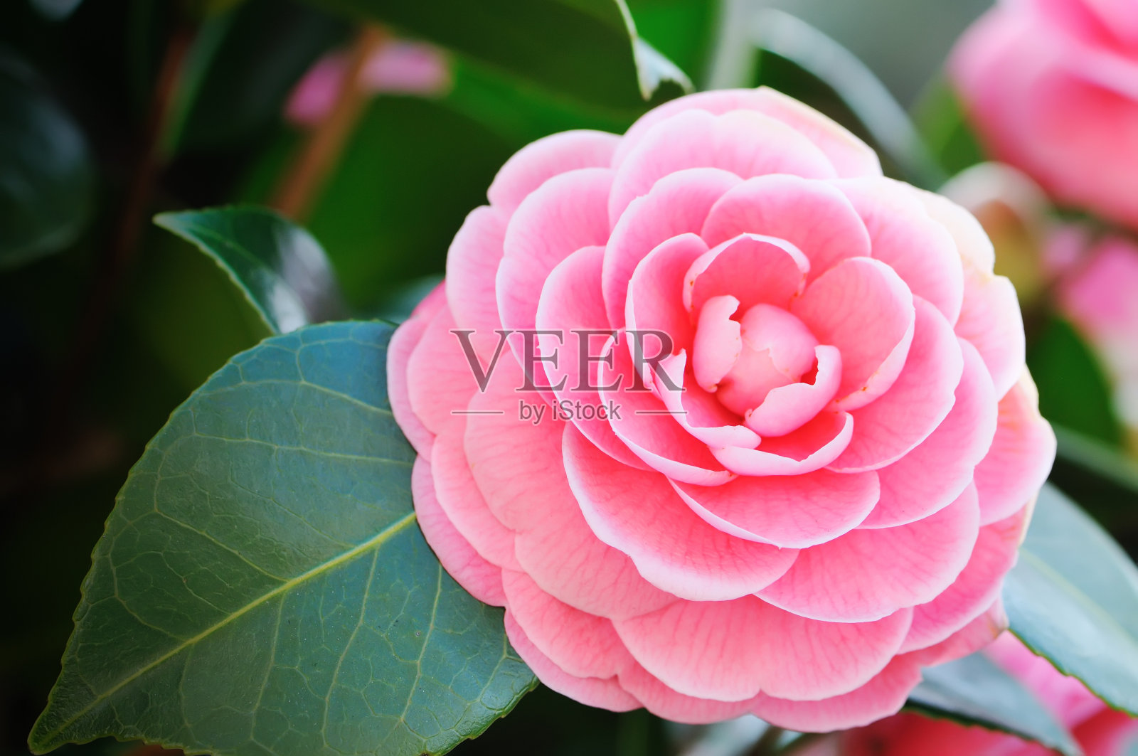 一个美丽的粉红色山茶花与绿色叶子的特写照片摄影图片