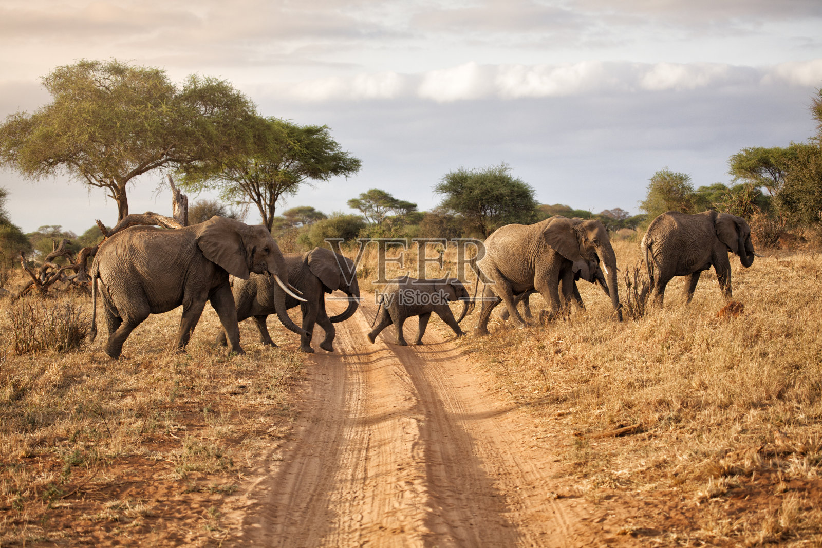 黎明时分，非洲大象家族照片摄影图片