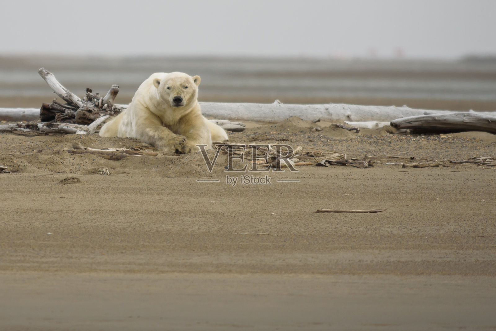 北极熊在陆地上躺下看观众照片摄影图片