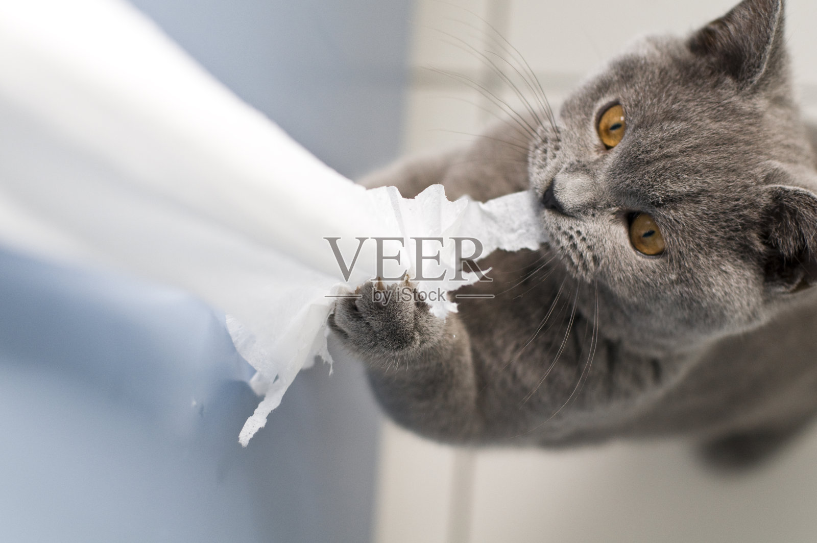 顽皮的小猫英国短毛小猫用爪子撕扯卫生纸照片摄影图片