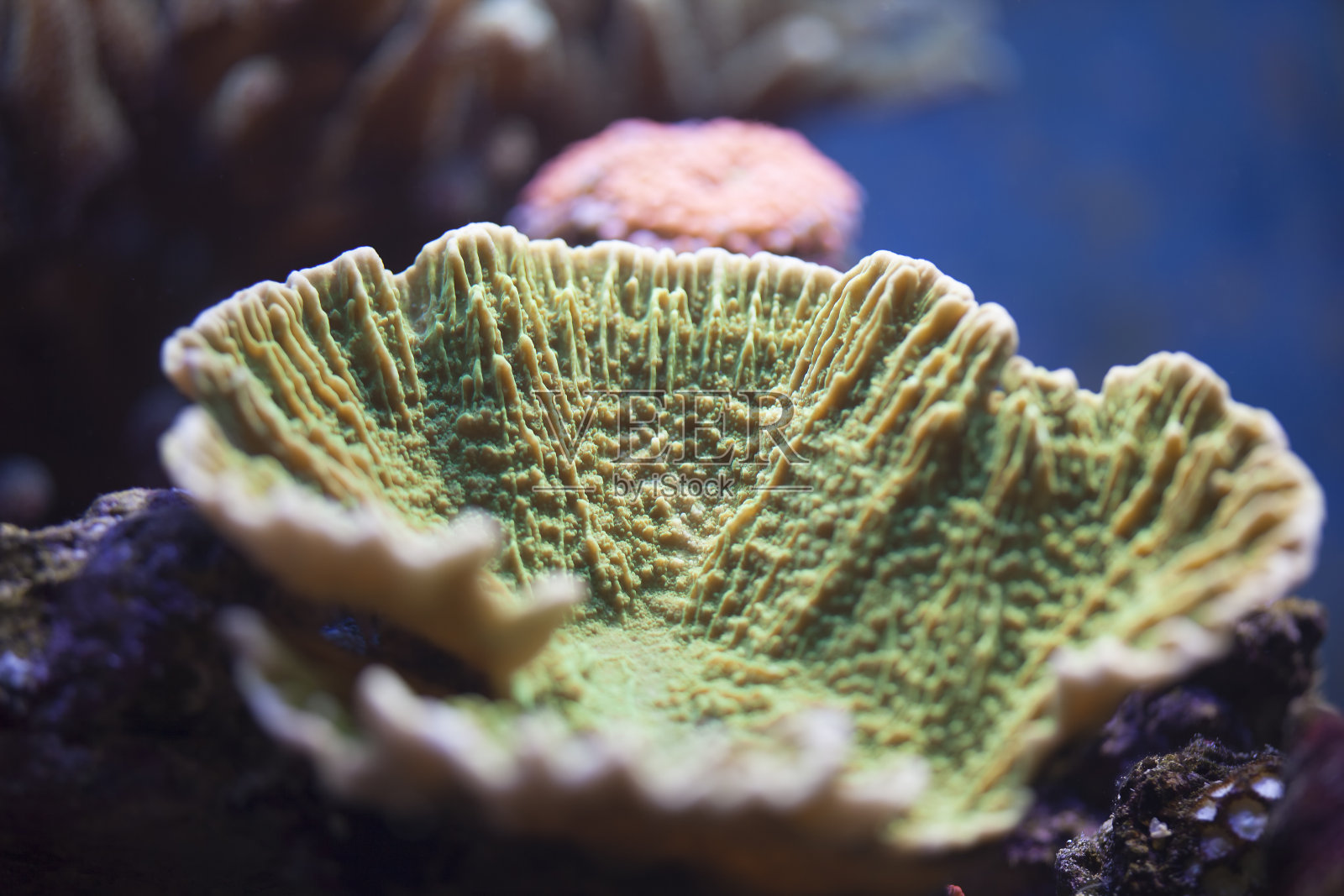 绿色杯珊瑚照片摄影图片