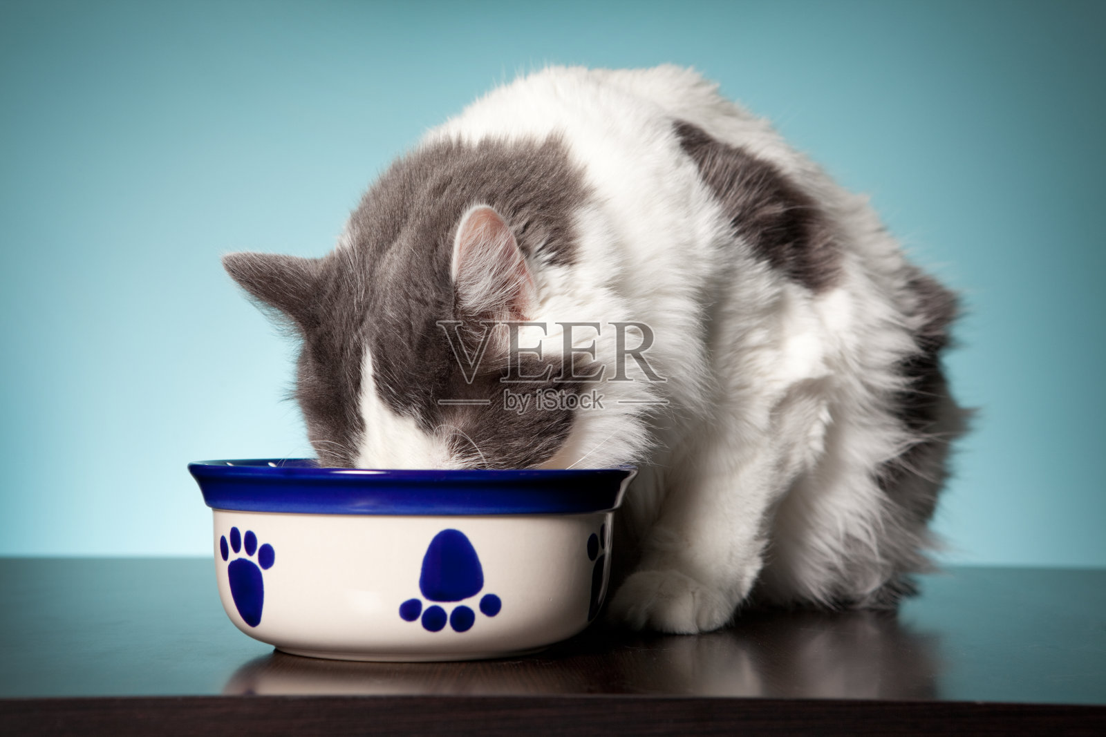 头在碗里的饥饿猫照片摄影图片
