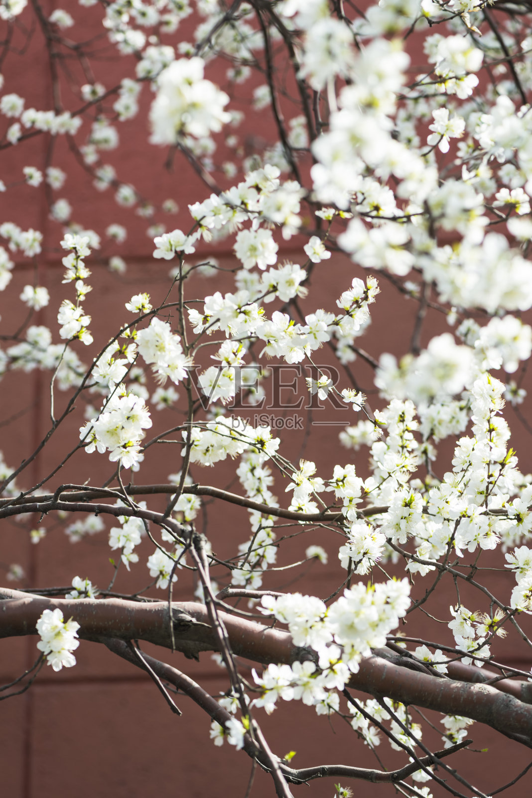 春天的樱花照片摄影图片