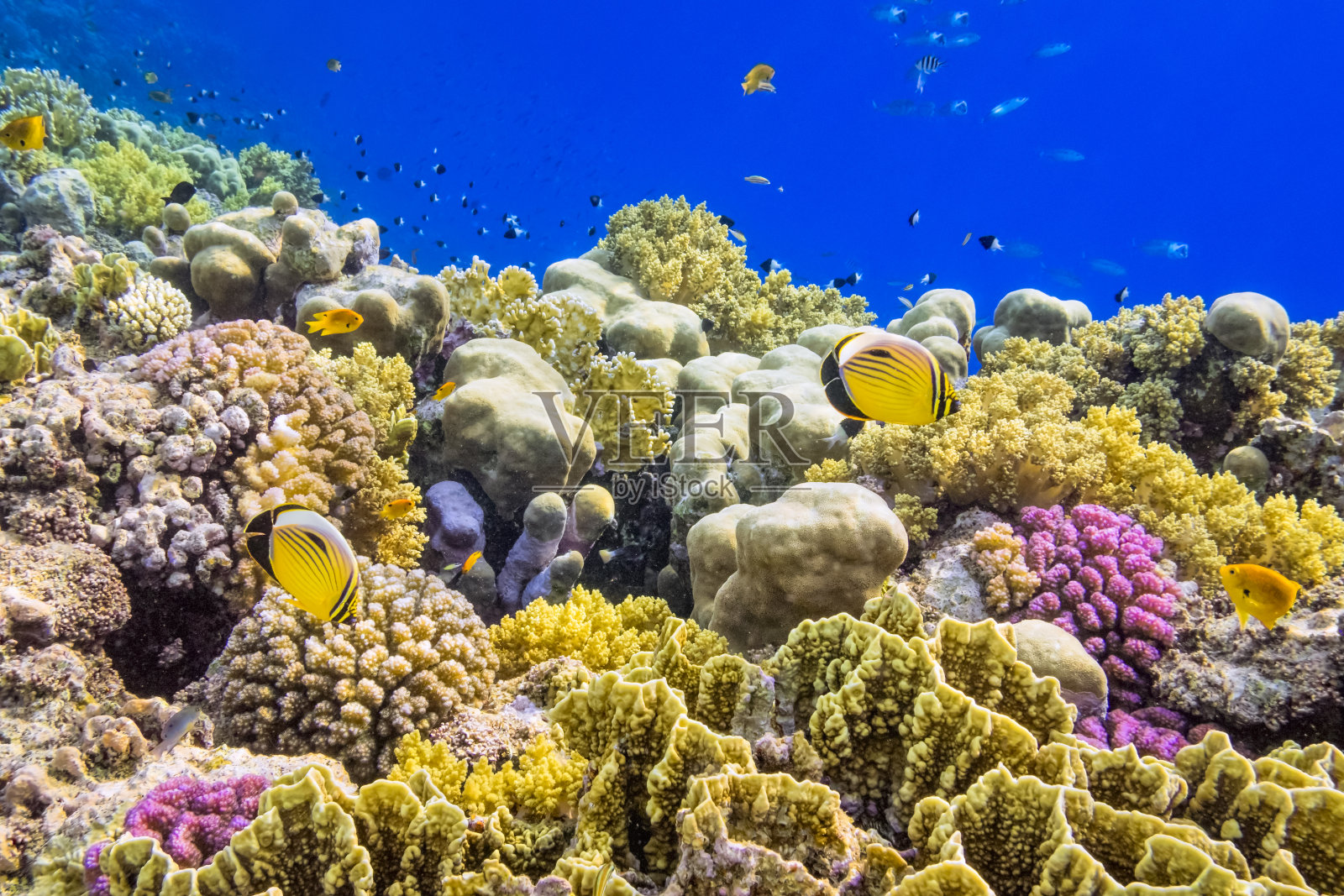 马萨阿拉姆附近红海上的彩色珊瑚礁照片摄影图片