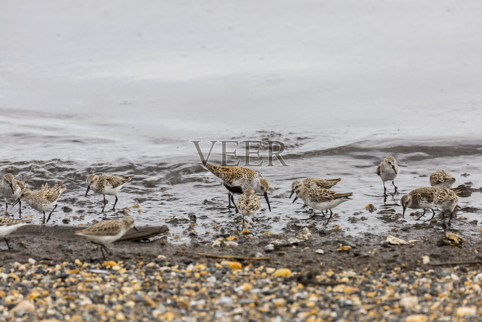在其他鸟类中觅食的滨鸟照片摄影图片