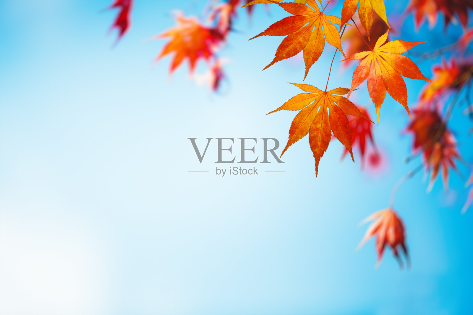 秋天的背景与多彩的树叶照片摄影图片