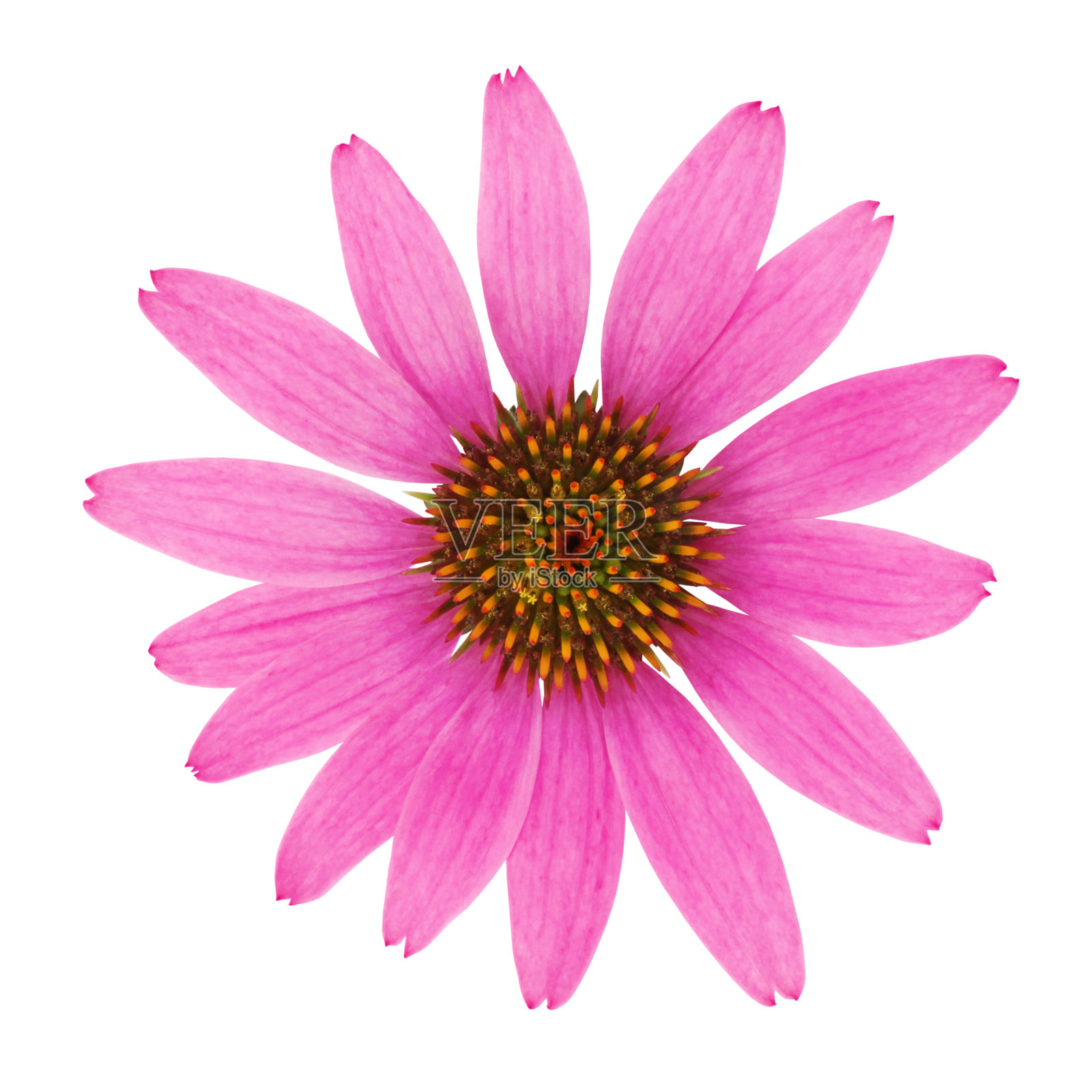 紫锥菊的花照片摄影图片