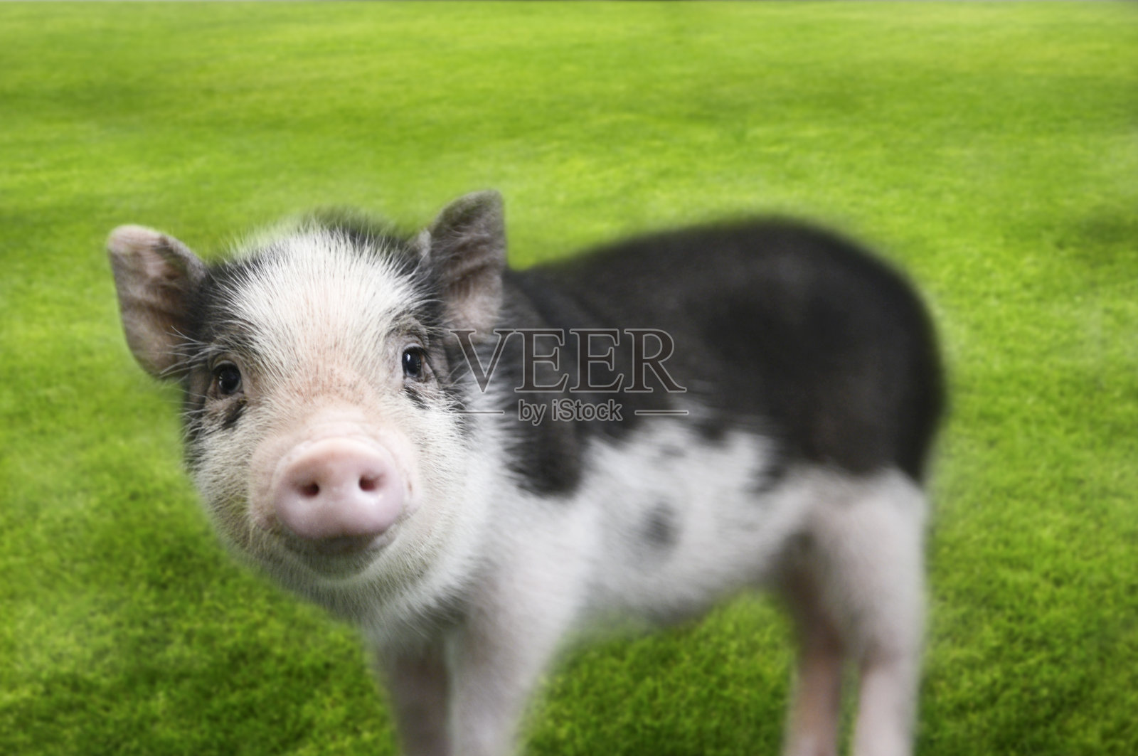 迷你猪在草的背景照片摄影图片