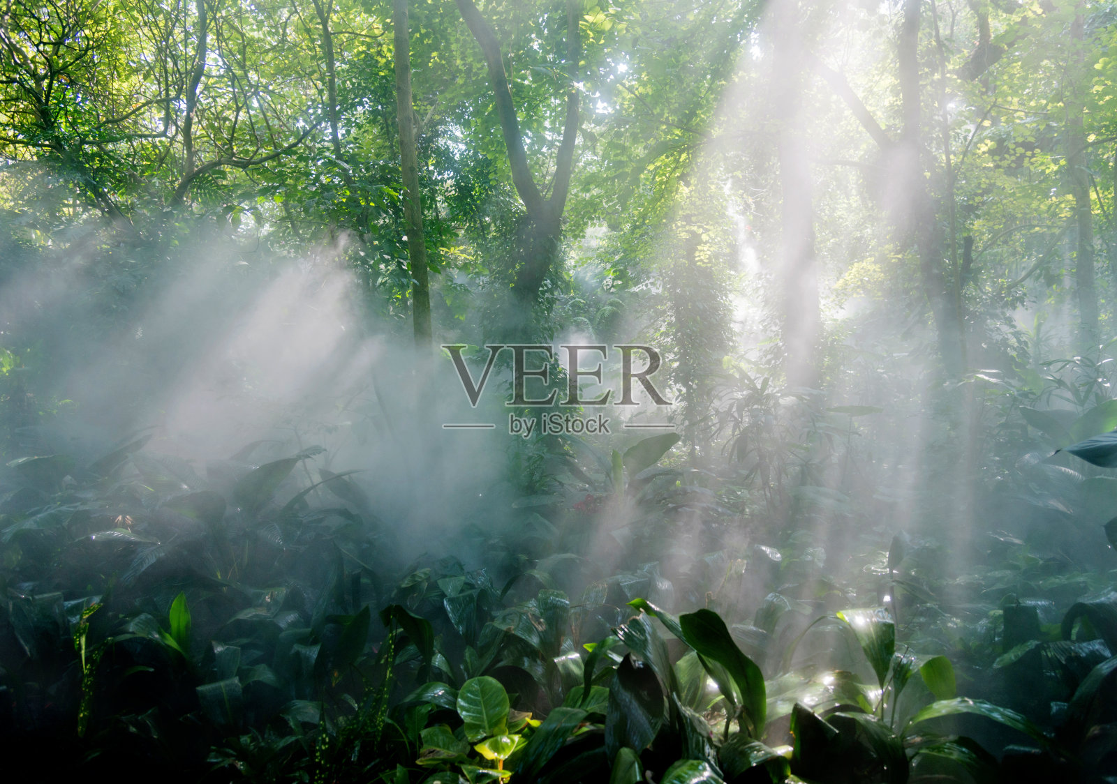 阳光下的热带雨林照片摄影图片
