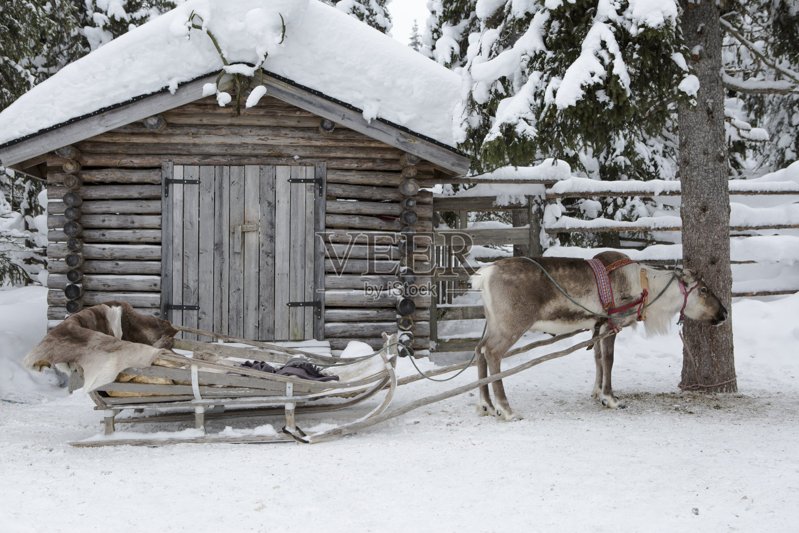 驯鹿雪橇之旅照片摄影图片