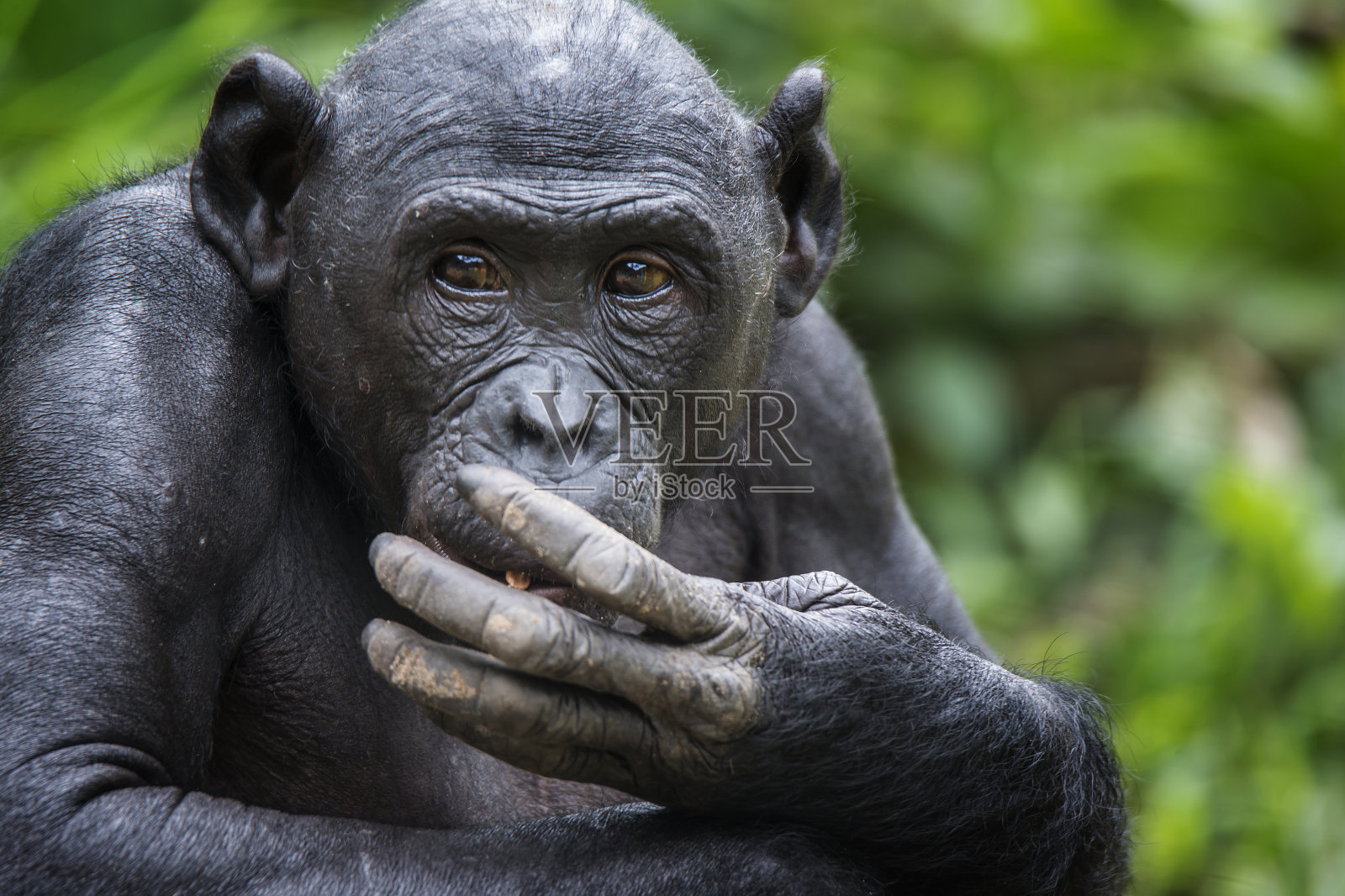 成年倭黑猩猩的肖像(侏儒黑猩猩)照片摄影图片