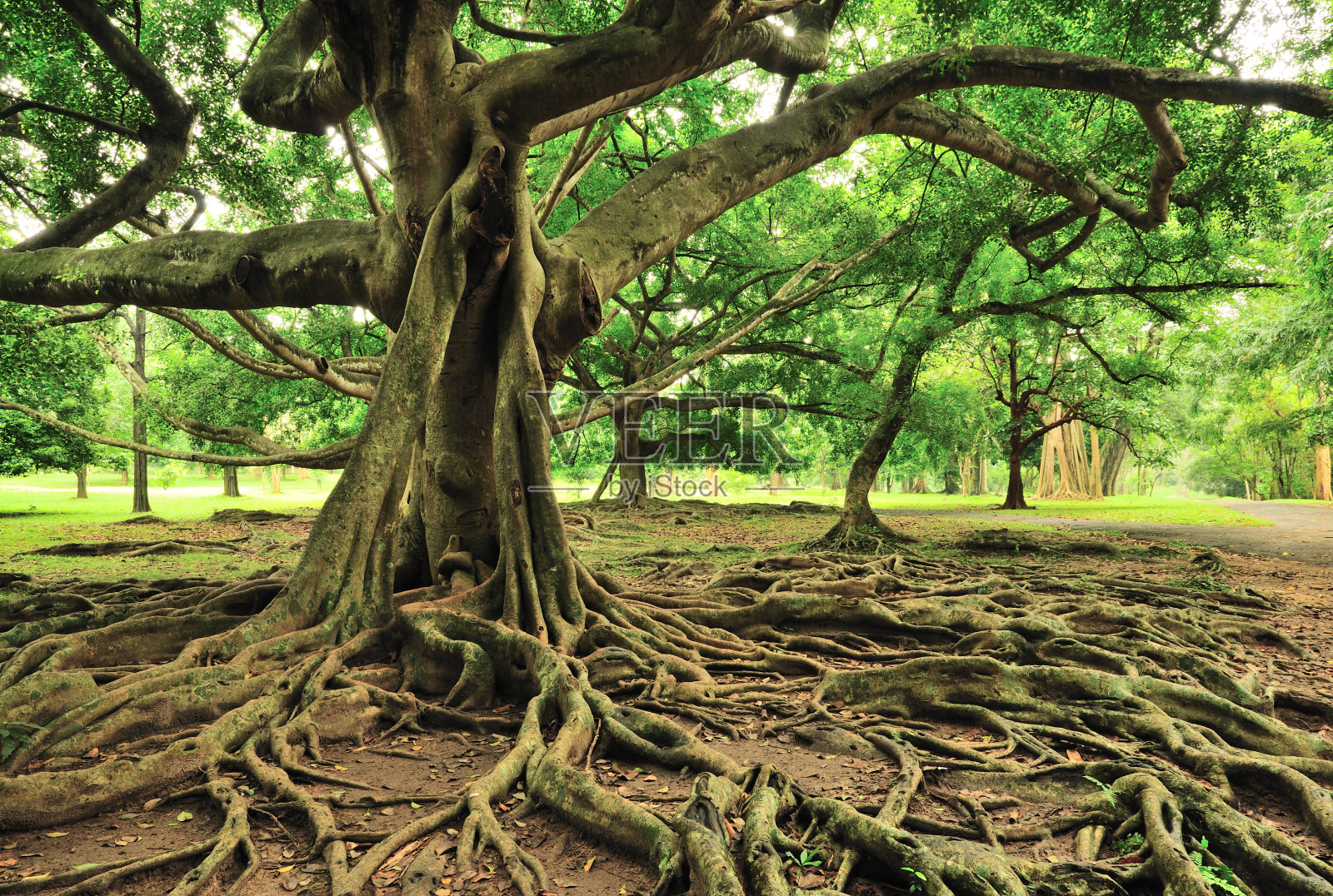 宏伟的树在皇家植物园，帕拉迪尼亚，斯里兰卡康提照片摄影图片