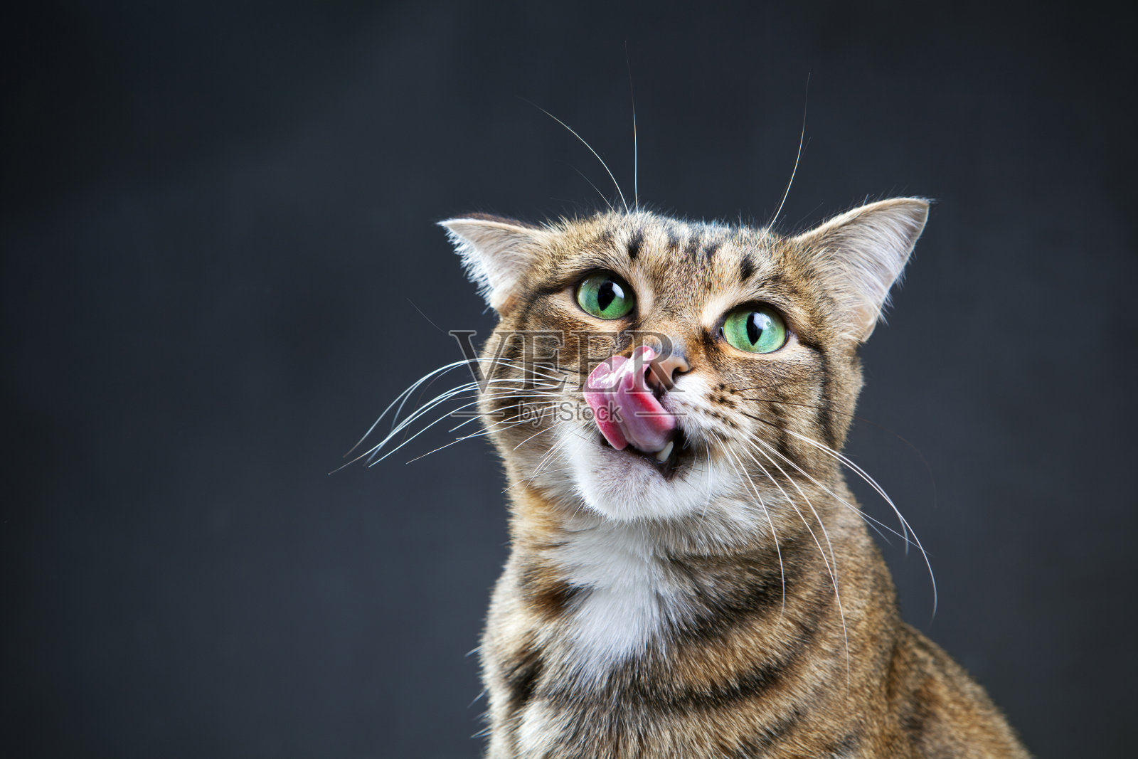 猫舔嘴唇的特写与黑暗的背景照片摄影图片